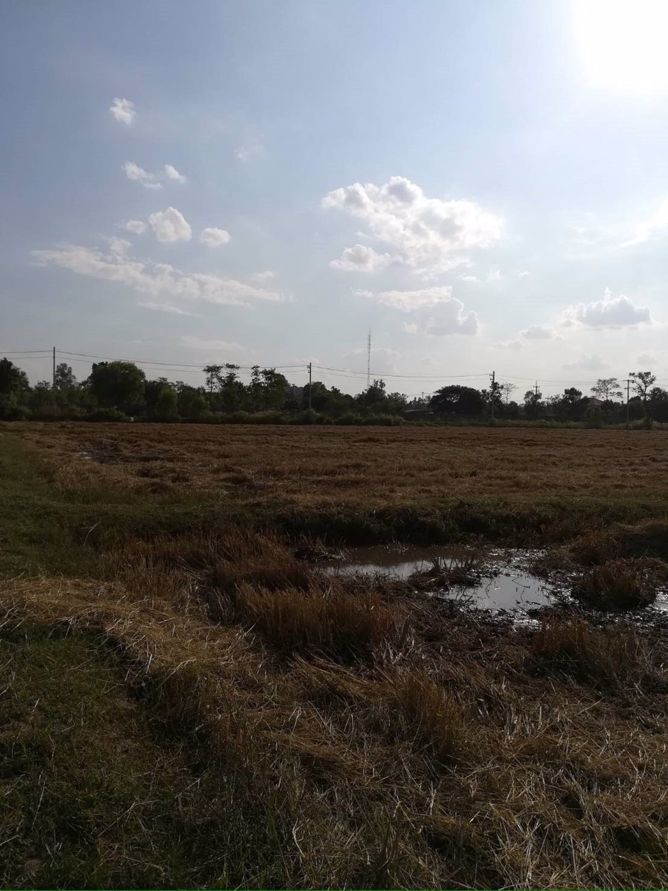 ขายที่ดินเปล่า-5-3-70-ไร่-ตเกษตรวิสัย-อเกษตรวิสัย-จร้อยเอ็ด