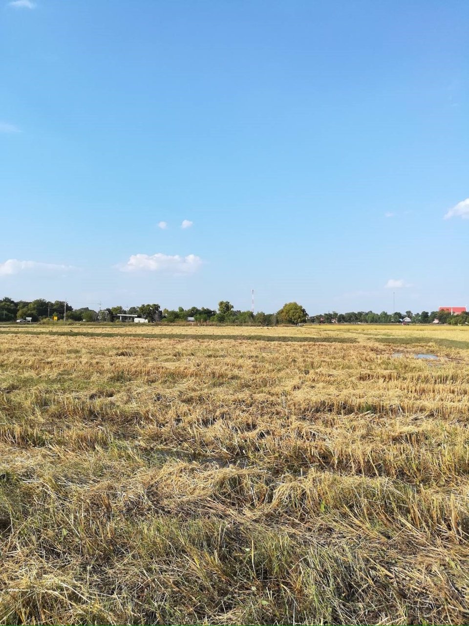 ขายที่ดินเปล่า-5-3-70-ไร่-ตเกษตรวิสัย-อเกษตรวิสัย-จร้อยเอ็ด