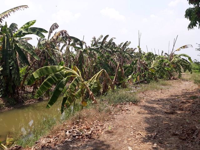 ขายที่ดิน-14-ไร่-อหนองเสือ