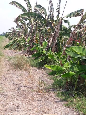 ขายที่ดิน-14-ไร่-อหนองเสือ