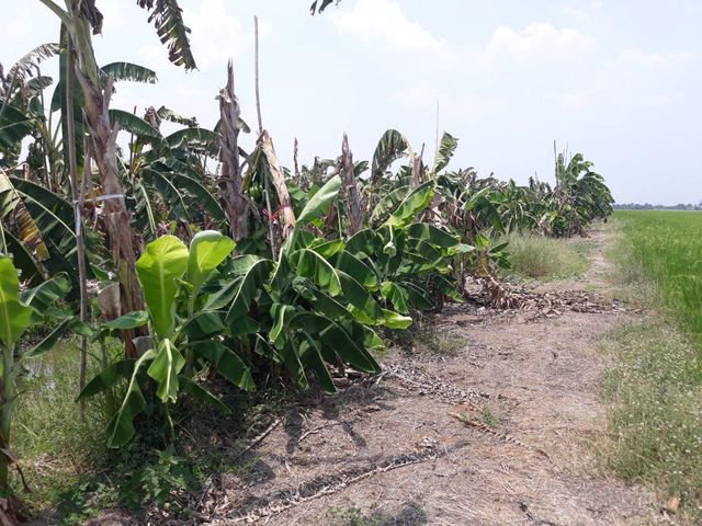 ขายที่ดิน-14-ไร่-อหนองเสือ