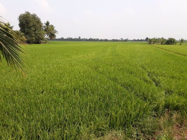 ขายที่ดินเปล่า-อบางไทร-อยุธยา