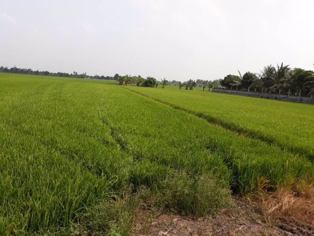 ขายที่ดินเปล่า-อบางไทร-อยุธยา