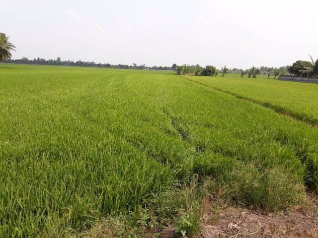 ขายที่ดินเปล่า-อบางไทร-อยุธยา