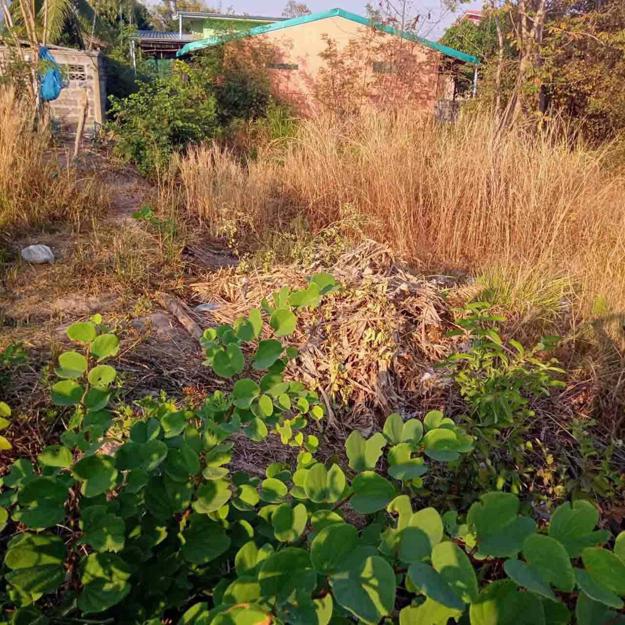 ขายที่ดินเปล่า-1ไร่60ตรว-จยโสธร-อเลิงนกทา