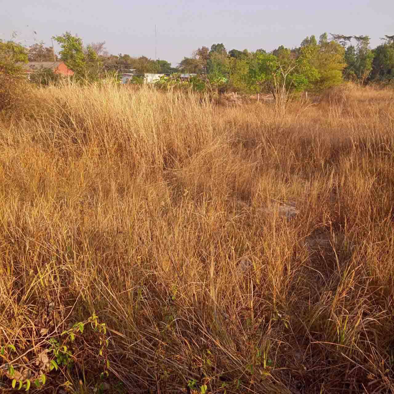 ขายที่ดินเปล่า-1ไร่60ตรว-จยโสธร-อเลิงนกทา