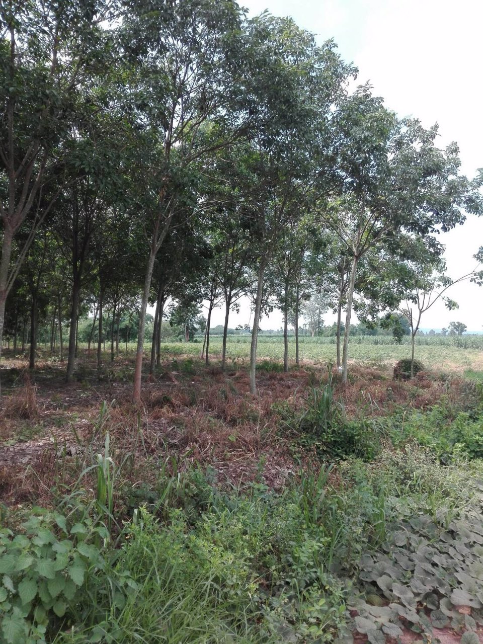 ขายที่ดินเปล่า-26-3-94-ไร่-อเมืองอุดรธานี