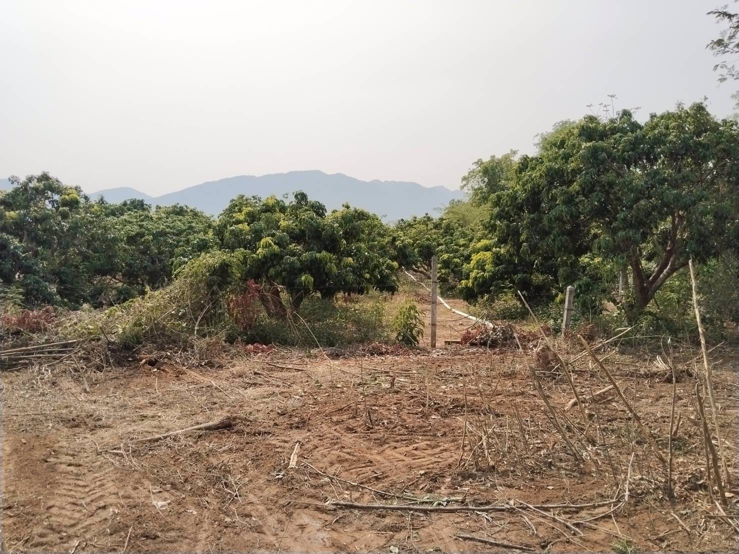 ขายด่วน-ที่ดิน-3-แปลง-อําเภอจอมทอง-จังหวัดเชียงใหม่