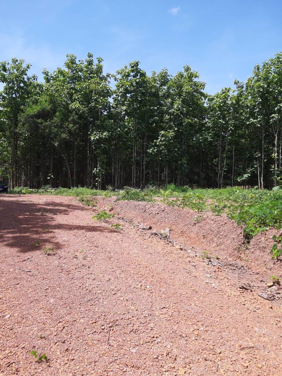 ขายที่ดินเนื้อที่-10-2-29-ไร่-มีต้นสักประมาณ-3000-ต้น