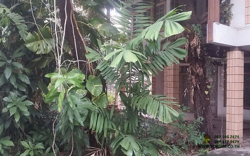 ขายที่ดิน-81-ตรว-พร้อมบ้าน-2-ชั้น-สภาพบ้านต้องรีโนเวท-อยู่สุขุมวิท103-อุดมสุข30-ทำเลดี-ใกล้รถไฟฟ้