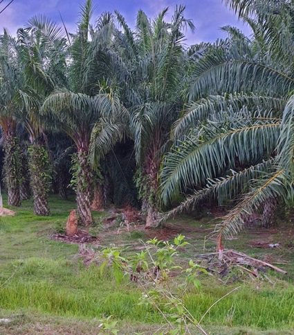 ขายที่ดินพร้อมสวนปาล์ม-เนื้อที่-4-ไร่-3-งาน-81-ตาราวา-ราคาไร่ล-ะ18-ล้าน-ติดถนนเอเซีย-ใกล้แยกป่าเว-อ