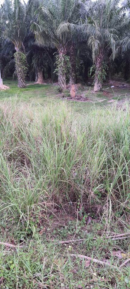 ขายที่ดินพร้อมสวนปาล์ม-เนื้อที่-4-ไร่-3-งาน-81-ตาราวา-ราคาไร่ล-ะ18-ล้าน-ติดถนนเอเซีย-ใกล้แยกป่าเว-อ