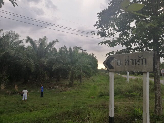 ขายที่ดินพร้อมสวนปาล์ม-เนื้อที่-4-ไร่-3-งาน-81-ตาราวา-ราคาไร่ล-ะ18-ล้าน-ติดถนนเอเซีย-ใกล้แยกป่าเว-อ