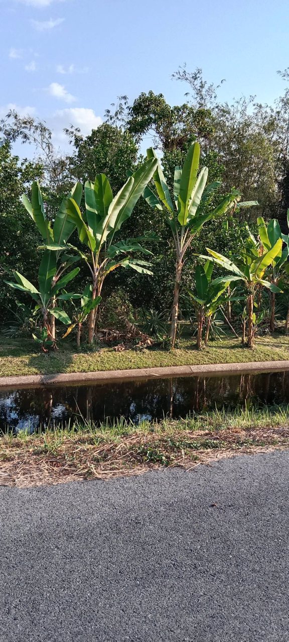 ขายที่ดิน-ขายยกแปลง-เป็นที่สวน-อยู่ที่-ตสาริกา-อเมือง-จนครนายก