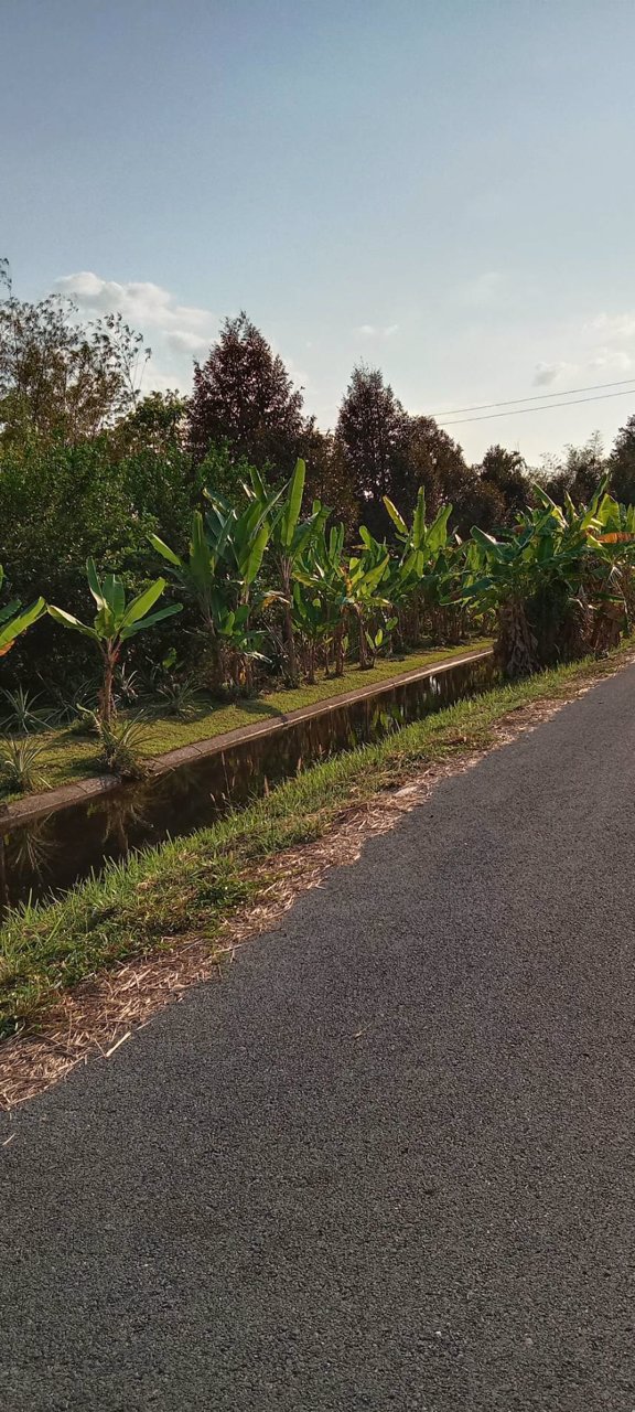 ขายที่ดิน-ขายยกแปลง-เป็นที่สวน-อยู่ที่-ตสาริกา-อเมือง-จนครนายก