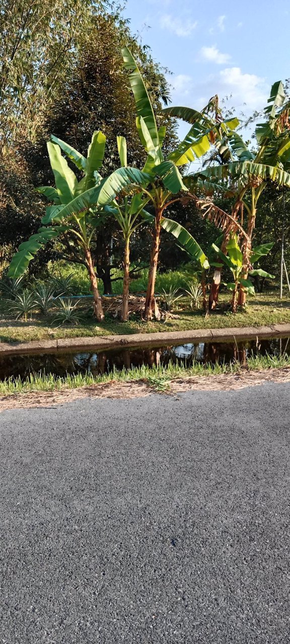 ขายที่ดิน-ขายยกแปลง-เป็นที่สวน-อยู่ที่-ตสาริกา-อเมือง-จนครนายก