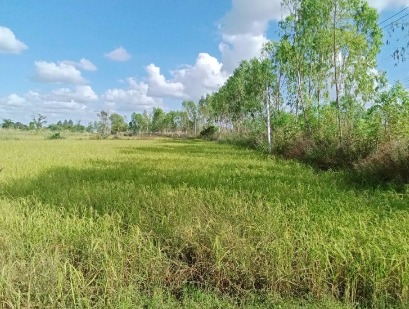 ด่วนลดราคา-ขายที่ดินสวยเหมาะทำโคกหนองนา-อเมือง-จร้อยเอ็ด