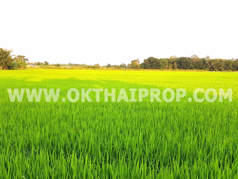 3359-ที่ดิน-ถ346-ปทุม-บางเลน-ไทรน้อย