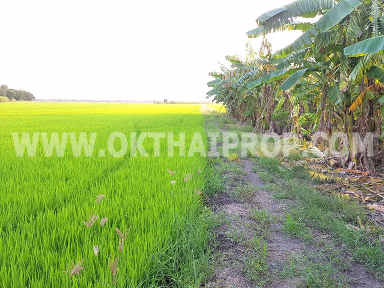 3359-ที่ดิน-ถ346-ปทุม-บางเลน-ไทรน้อย