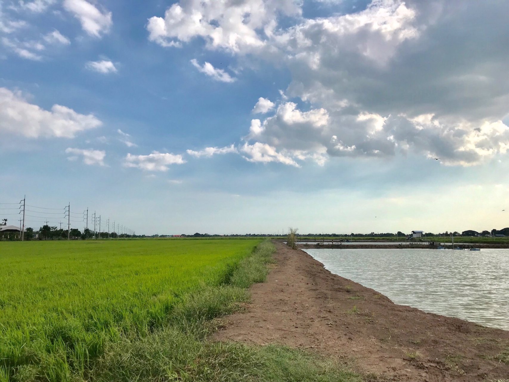 ขายที่ดิน-เกาะไร่-บ้านโพธิ์-ฉะเชิงเทรา-32-ไร่ๆ-26ล้าน-ไร่-แหล่งชุมชนวัด