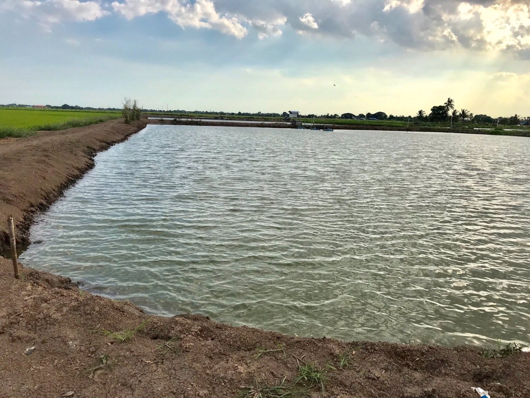 ขายที่ดิน-เกาะไร่-บ้านโพธิ์-ฉะเชิงเทรา-32-ไร่ๆ-26ล้าน-ไร่-แหล่งชุมชนวัด