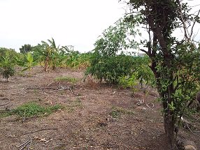 ขายที่ดิน-ปทุมธานี-คลองหนึ่ง-คลองหลวง-ติดนิคมนวนคร-ที่ดินสีม่วง-เขตอุตสาหกรรม-34-ไร่