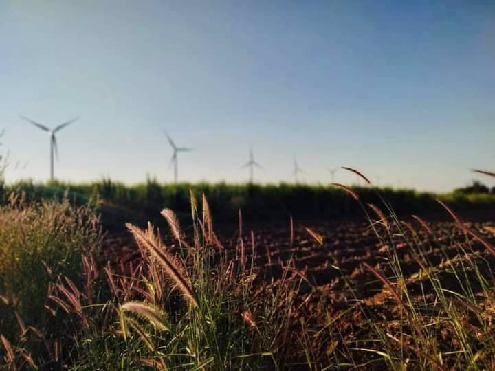 ขายที่ดิน-แบ่งขายเนื้อที่50-ตารางวา-ตหนองน้ำใส-อสีคิ้ว-จนครราชสีมา