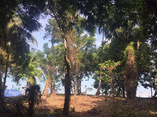 ขายที่ดินบนเกาะโหลน-ภูเก็ต-12-ไร่-เหมาะสำหรับทำบ้านพัก-รีสอร์ท