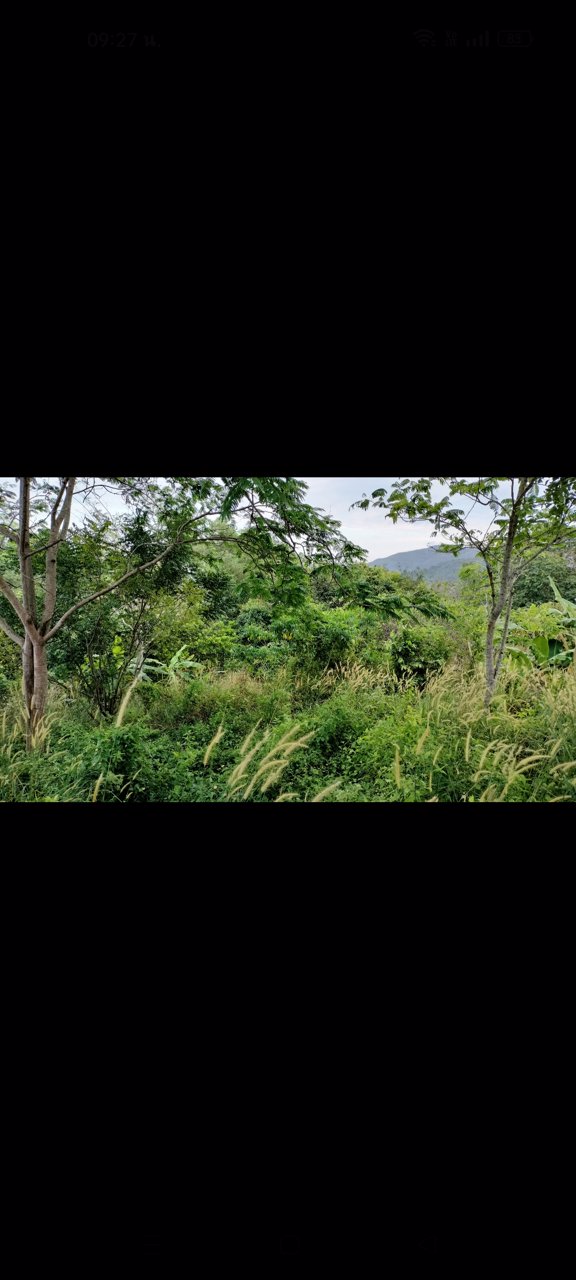 ขายที่ดินบนเขามีโฉนด