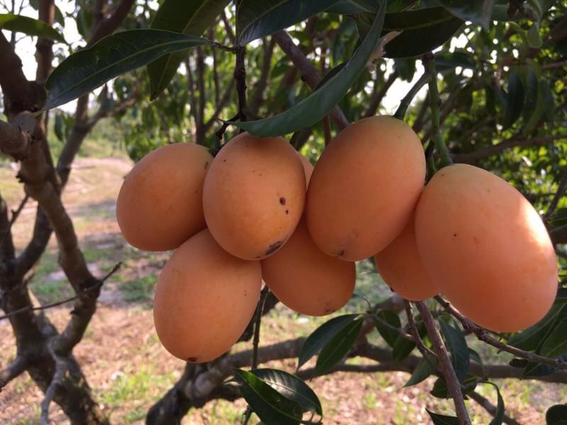 ขายที่ดินและสวนผลไม้-พร้อมบ้านไม้ทรงไทย-พื้นที่-13-ไร่-1-งาน-29-ตรวา-อำเภอเมืองนครนายก