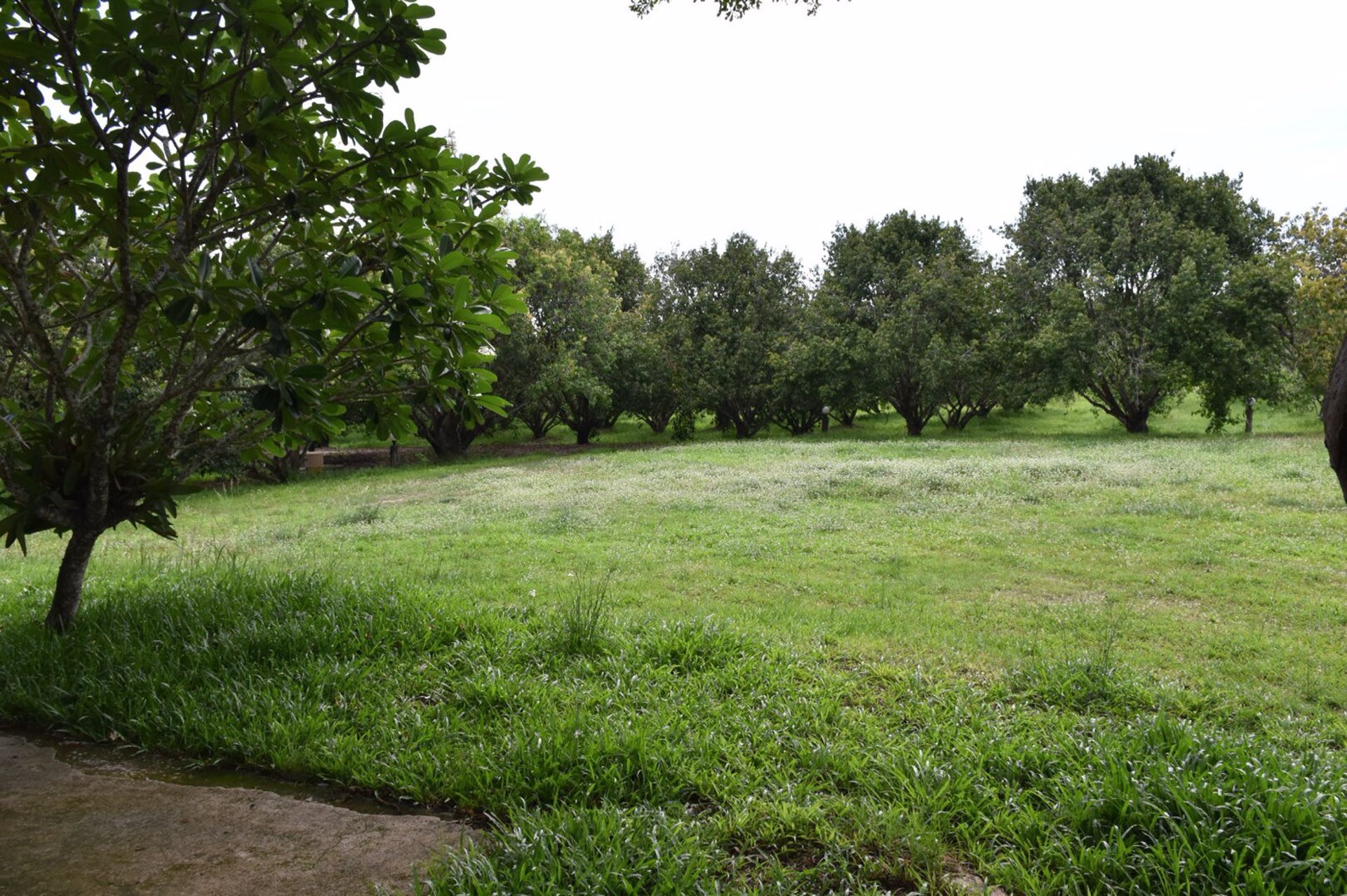 ขายที่ดินและสวนผลไม้-พร้อมบ้านไม้ทรงไทย-พื้นที่-13-ไร่-1-งาน-29-ตรวา-อำเภอเมืองนครนายก