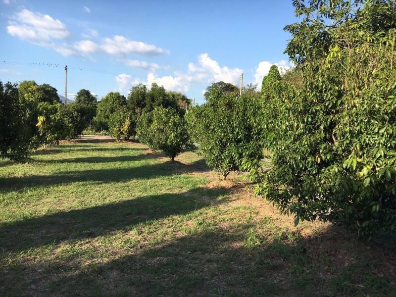 ขายที่ดินและสวนผลไม้-พร้อมบ้านไม้ทรงไทย-พื้นที่-13-ไร่-1-งาน-29-ตรวา-อำเภอเมืองนครนายก