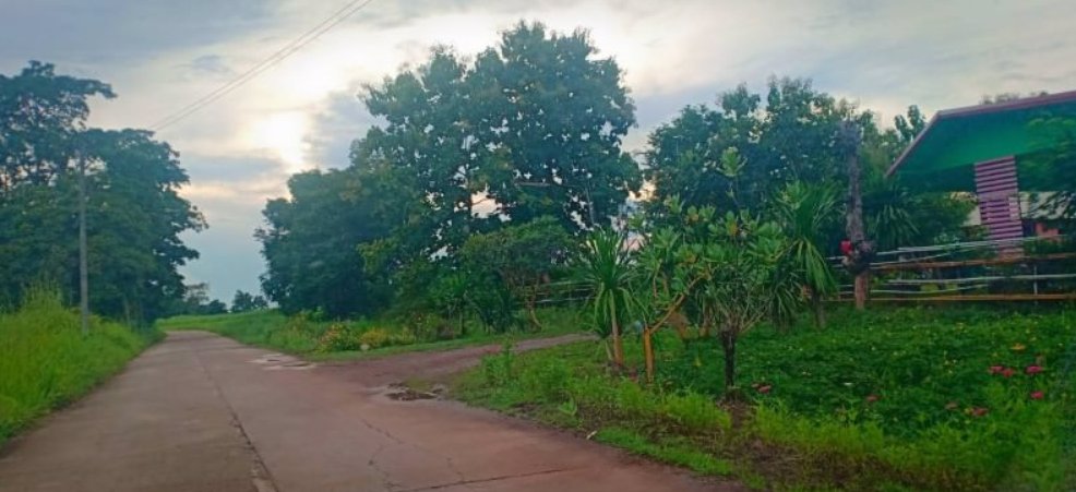 ขายที่ดิน-เนื้อที่-50-ตรว-ติดถนนคอนกรีต-มีไฟฟ้า-ถมแล้ว-มีเพื่อนบ้าน