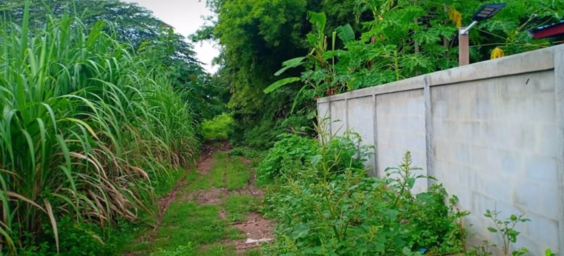 ขายที่สวนติดบ้านคน-เนื้อที่-1-ไร่-2-งาน-23-ตรว