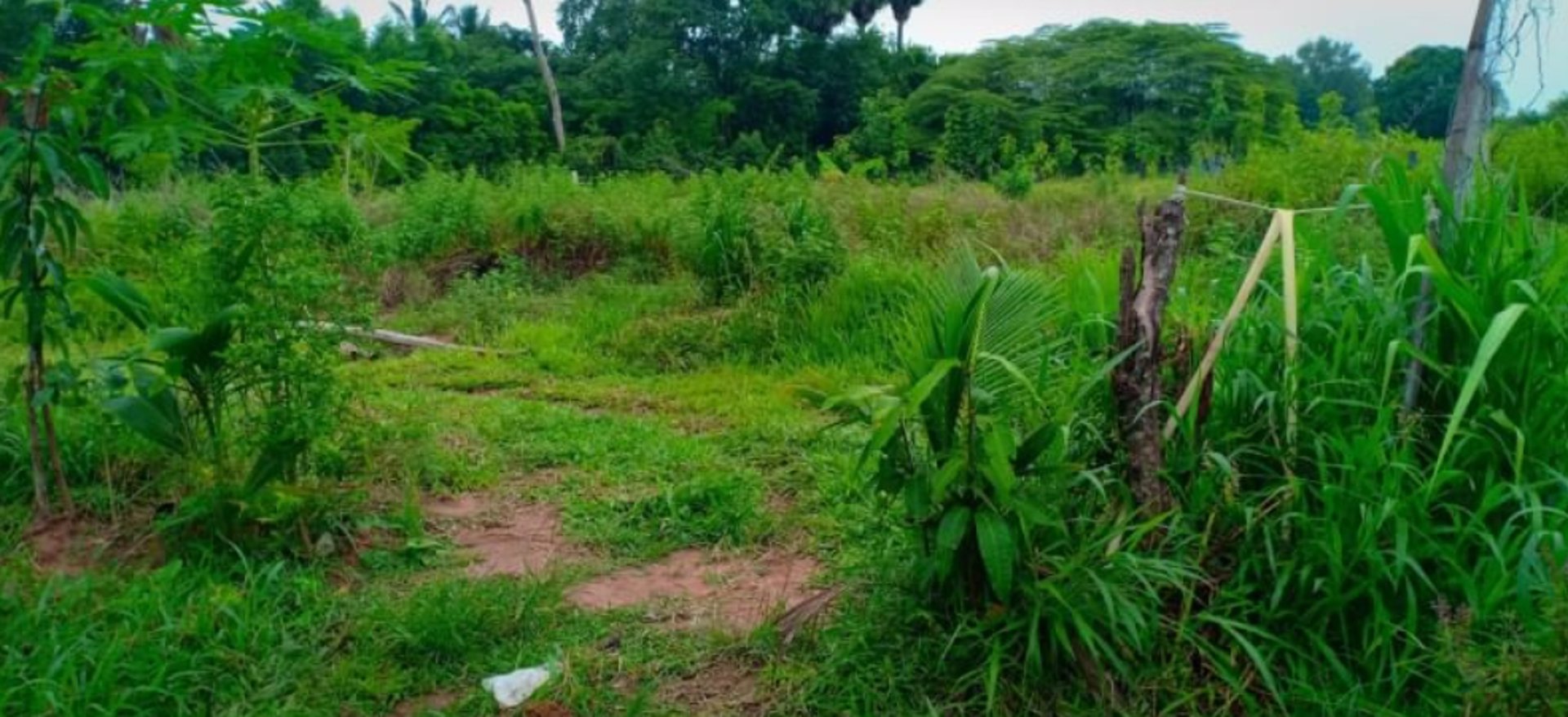 ขายที่สวนติดบ้านคน-เนื้อที่-1-ไร่-2-งาน-23-ตรว