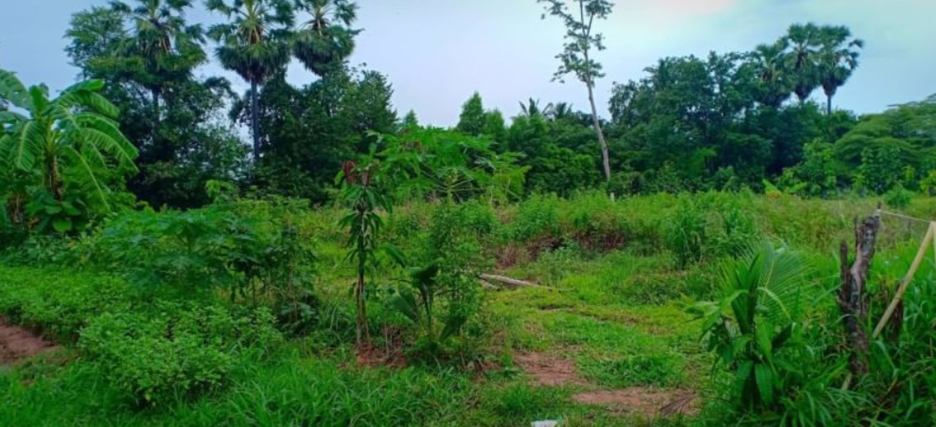 ขายที่สวนติดบ้านคน-เนื้อที่-1-ไร่-2-งาน-23-ตรว
