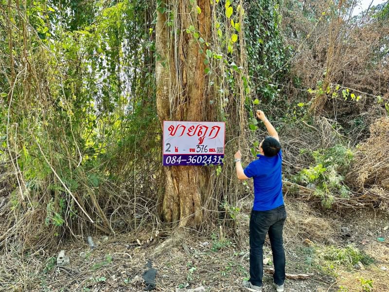 ขายด่วน-ขายถูก-ที่ดินเปล่าในโครงการ-หมู่บ้านวังทรัพย์สิน-วังน้อย