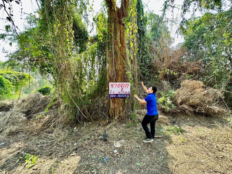 ขายด่วน-ขายถูก-ที่ดินเปล่าในโครงการ-หมู่บ้านวังทรัพย์สิน-วังน้อย