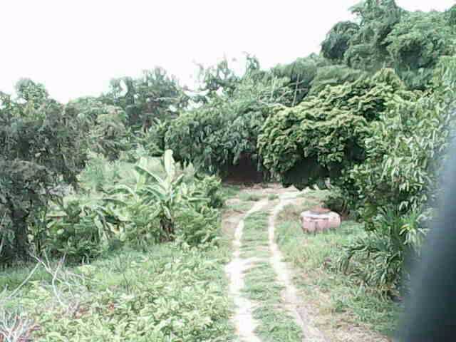 ขายที่ดิน-จปทุมธานี-อลาดหลุมแก้ว