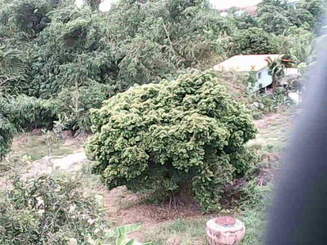 ขายที่ดิน-จปทุมธานี-อลาดหลุมแก้ว