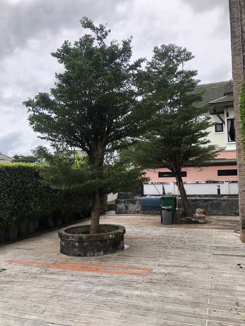 บ้านเดี่ยว-โมเดิร์น-เนื้อที่-795-ตรม