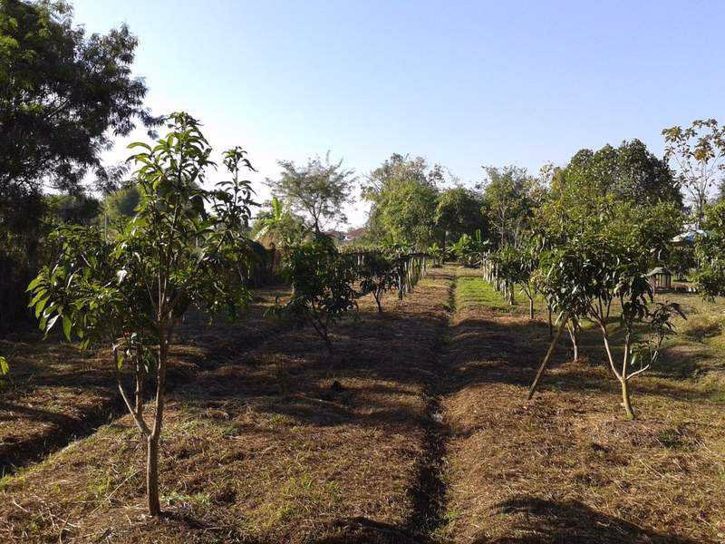 ขายบ้านเดี่ยว-3-ไร่-ติดถนนดำ-ใกล้ถนน-สันกำแพง-แม่ออน-1317-เพียง-1-นาที