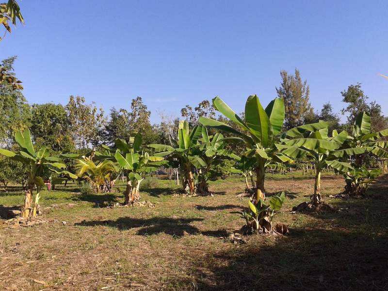 ขายบ้านเดี่ยว-3-ไร่-ติดถนนดำ-ใกล้ถนน-สันกำแพง-แม่ออน-1317-เพียง-1-นาที