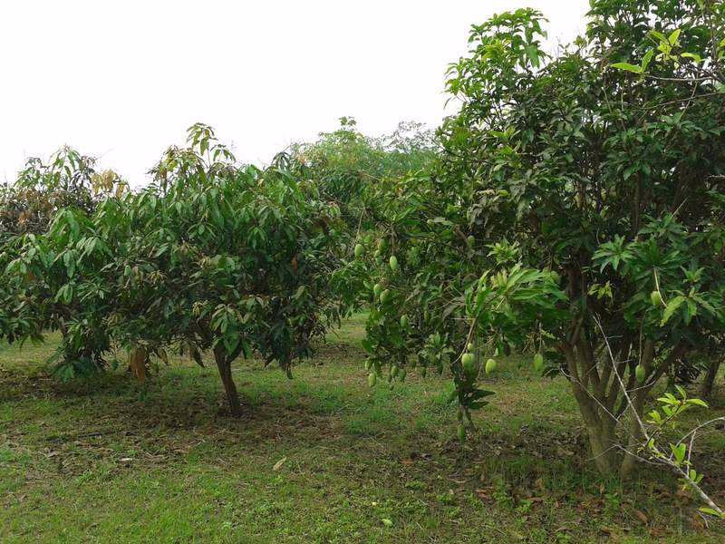 ขายบ้านเดี่ยว-3-ไร่-ติดถนนดำ-ใกล้ถนน-สันกำแพง-แม่ออน-1317-เพียง-1-นาที