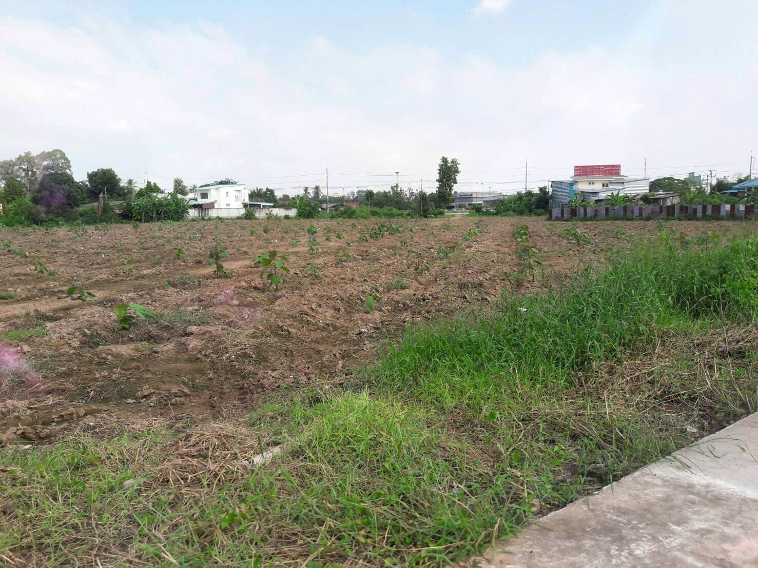 ขายที่ดินเปล่าทำเลดี-12-3-64-ไร่-ติดถนนใหญ่เลี่ยงเมืองพิษณุโลก