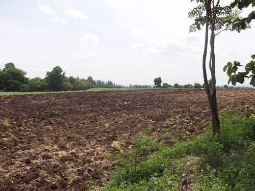 ขาย-ถูกมาก-ที่ดิน-ลำสนธิ-ที่ดินไทย-9-2-35-ไร่-หมู่-8-ตหนองรี-ชัยบาดาล-อลำสนธิ-จลพบุรี-โฉนด