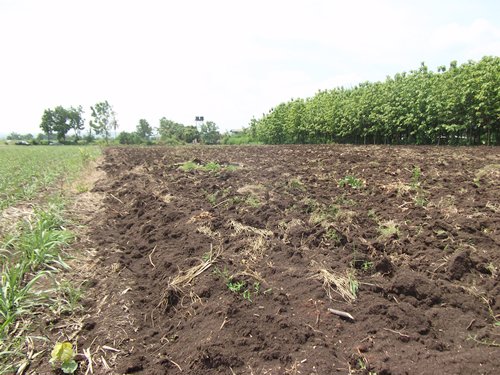 ขายถูก-ที่ดิน-โฉนด-ที่ดินไทย-9-2-35-ไร่-ราคา-1600000-บาท-ลำสนธิ-ถนนคอนกรีต-มีตาน้ำไหลตลอดปี-ติดฝ