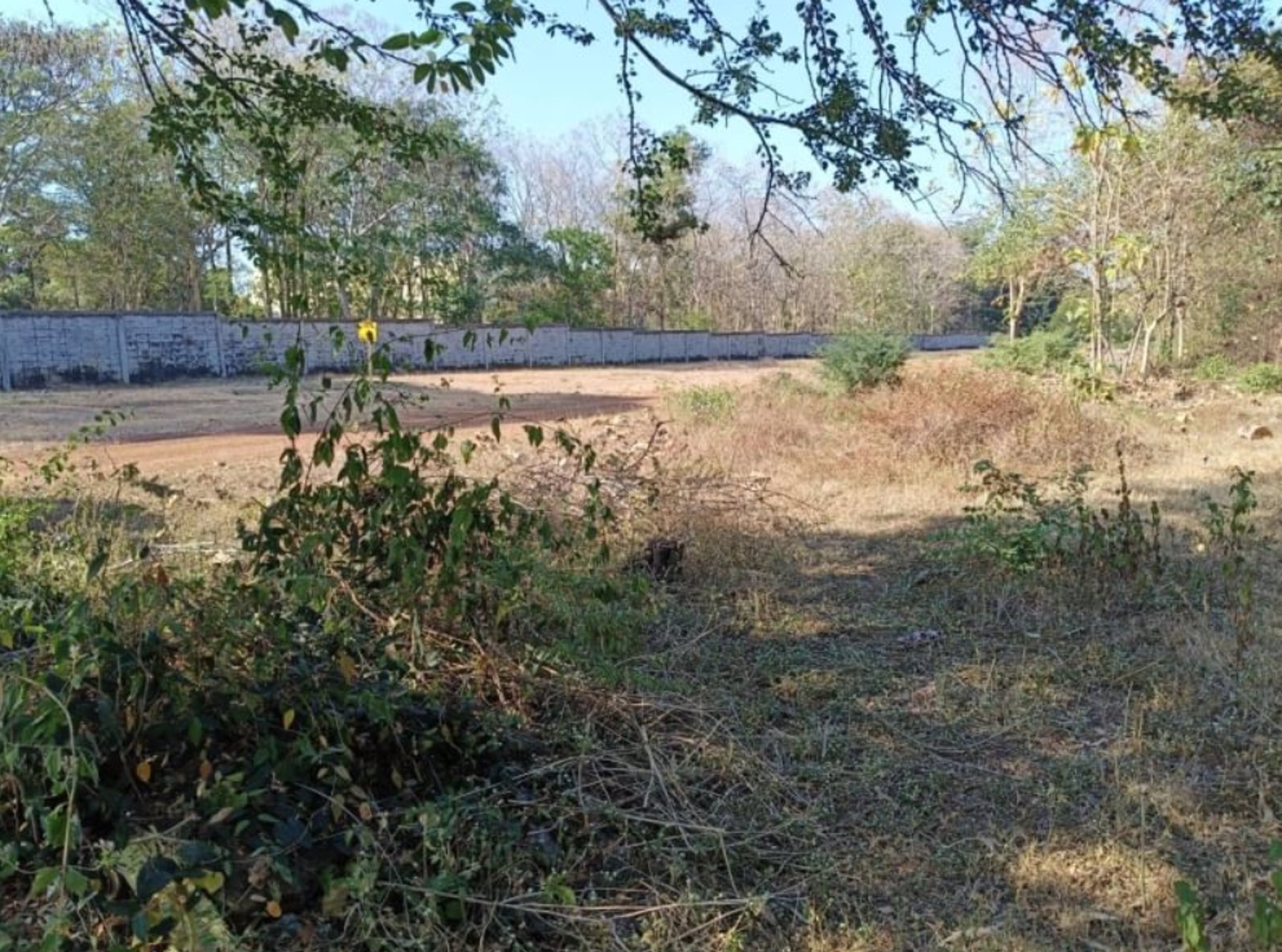 ขายที่ดิน100ตรวติดถนนคอนกรีต-ข้างหลังเต้นท์รถยนต์-50เมตร