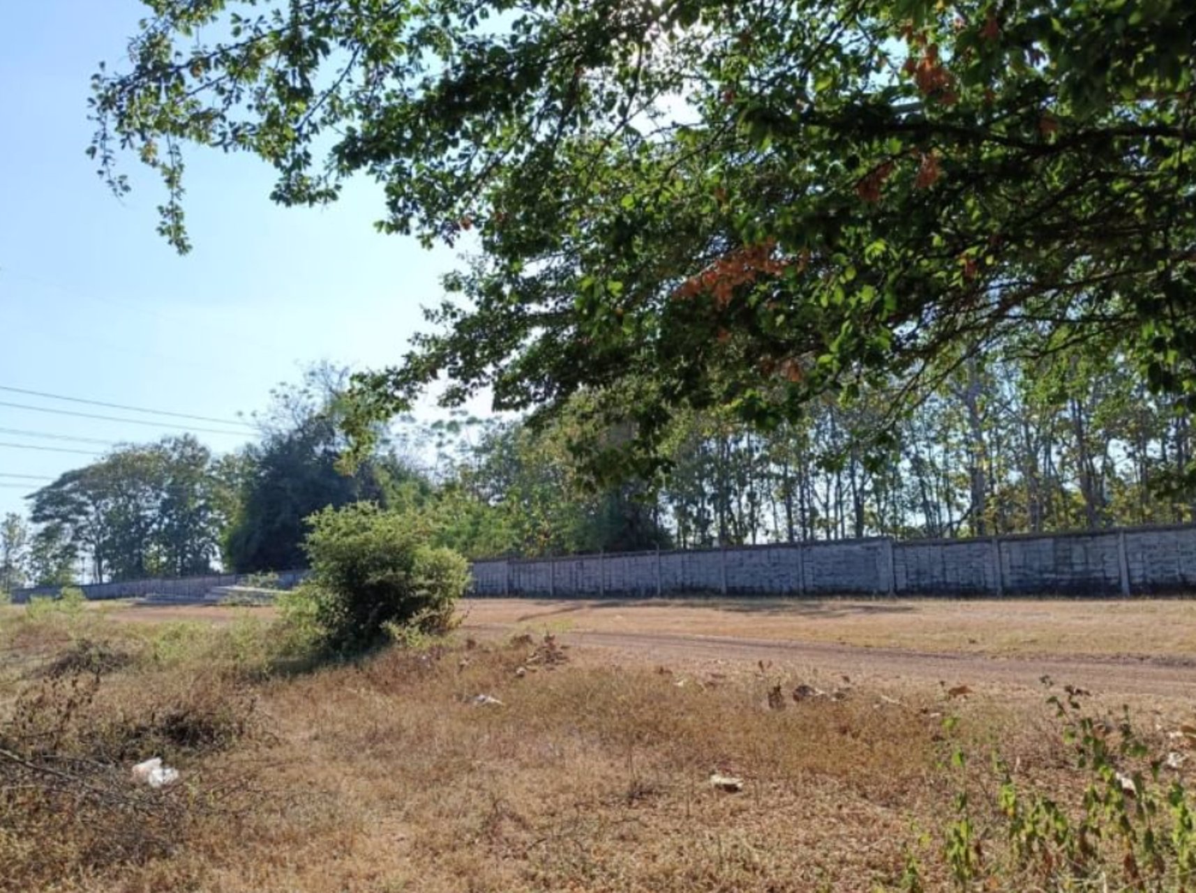 ขายที่ดิน100ตรวติดถนนคอนกรีต-ข้างหลังเต้นท์รถยนต์-50เมตร