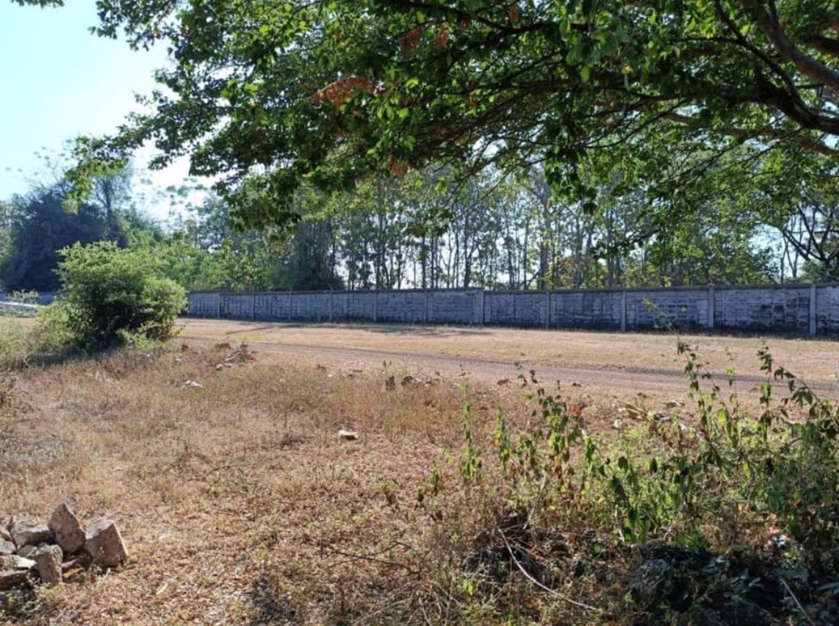 ขายที่ดิน100ตรวติดถนนคอนกรีต-ข้างหลังเต้นท์รถยนต์-50เมตร